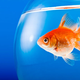 Illustration for article titled Totally Rational Dude Spends Almost $500 on Surgery for Goldfish